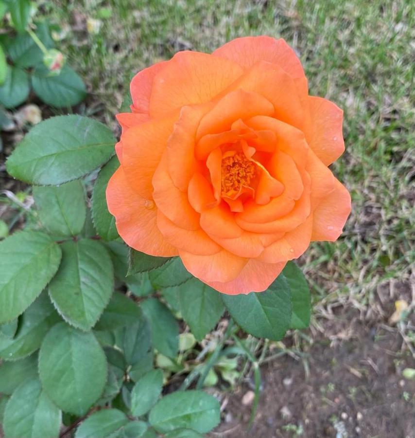 帕贾尼克Il Casale Delle Rose公寓式酒店 外观 照片